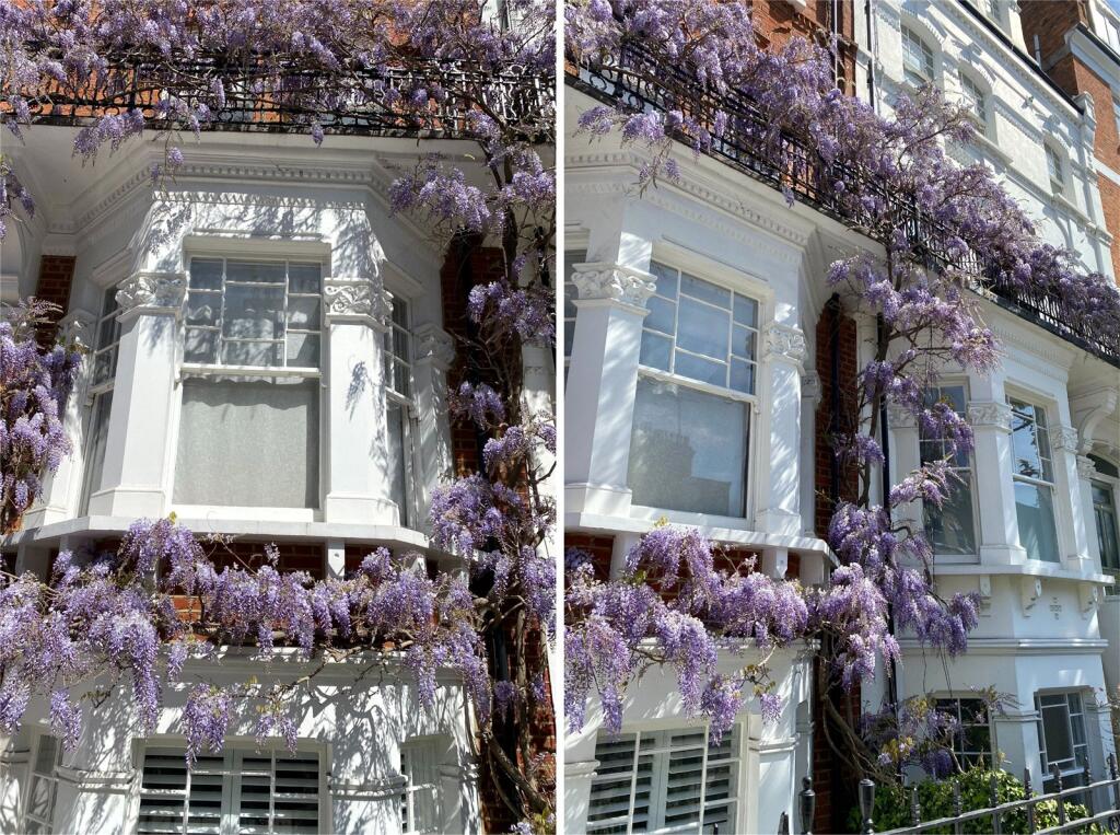 Wisteria