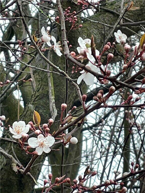 Front In Spring