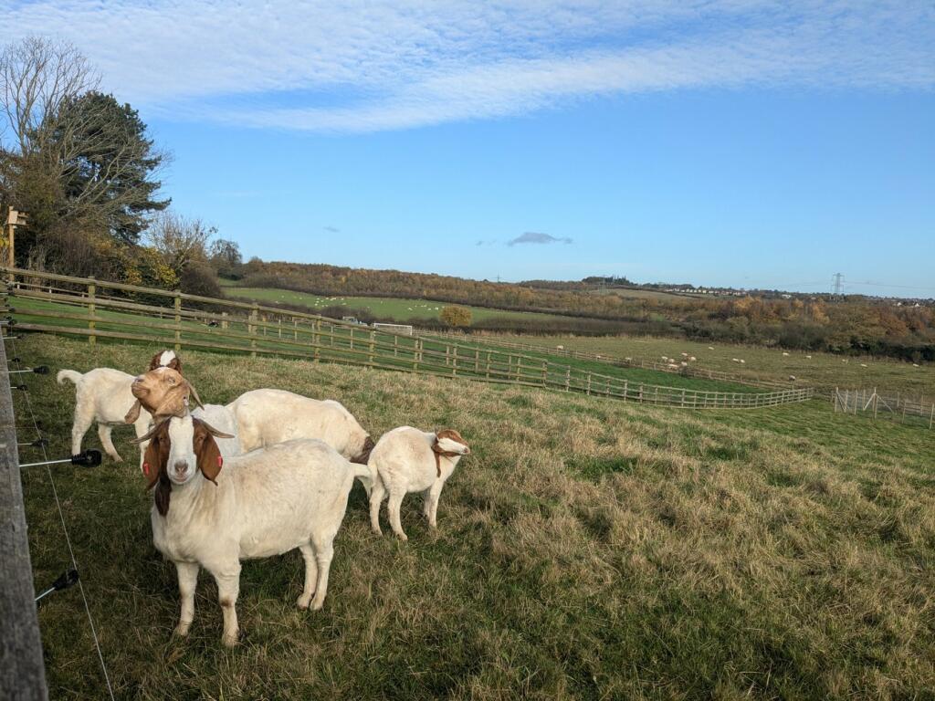 Fields To The Rear