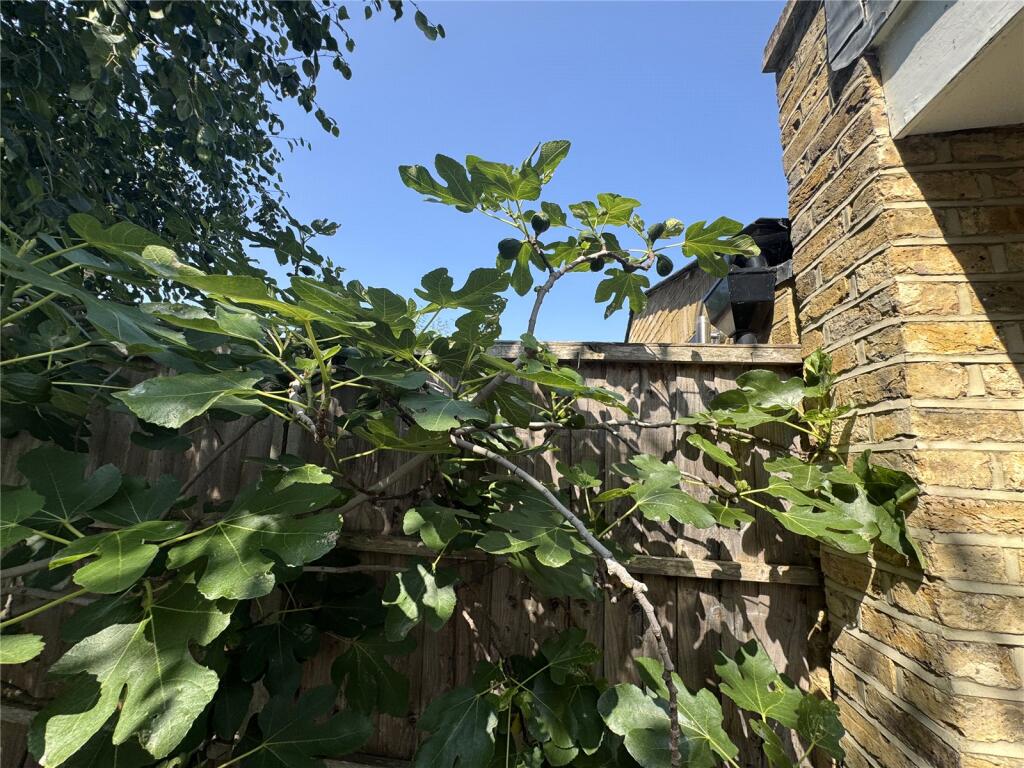 Fig Tree