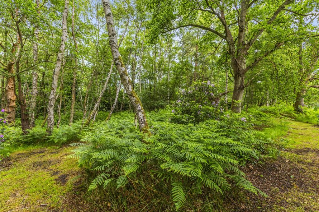 Woodland Area