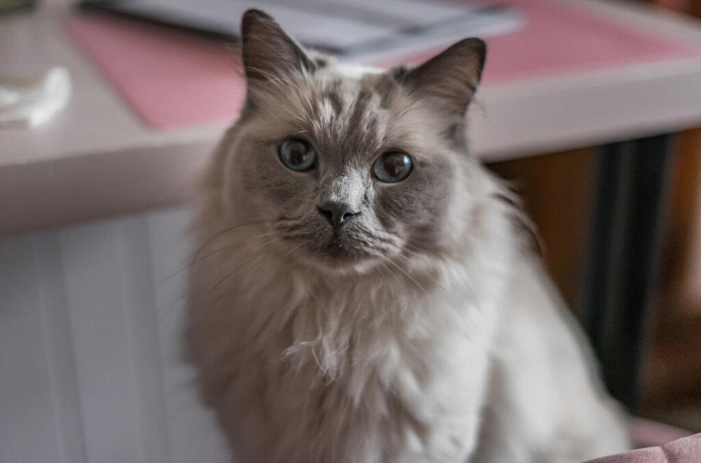 1385331-2-693182e...