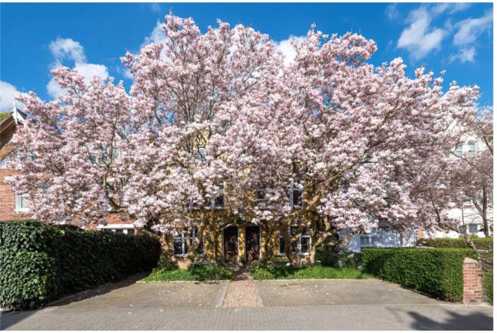 Magnolia