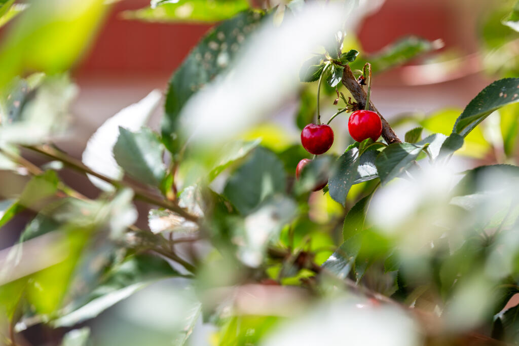 5F8A4866-Enhanced-NR