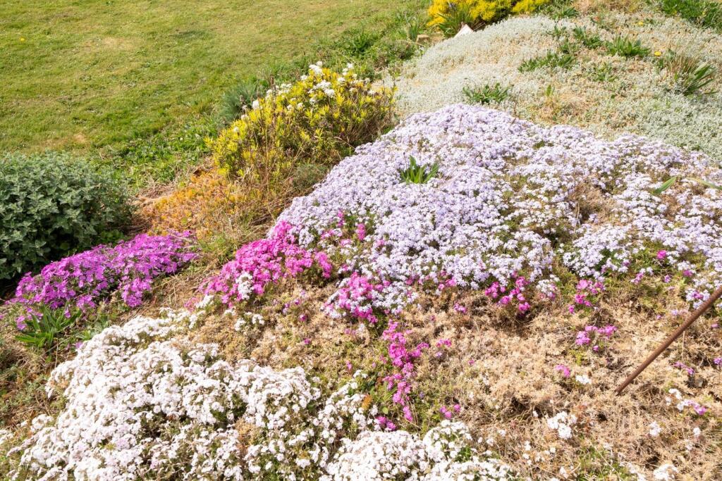 3 PADDOCK FLOWERS.jpg