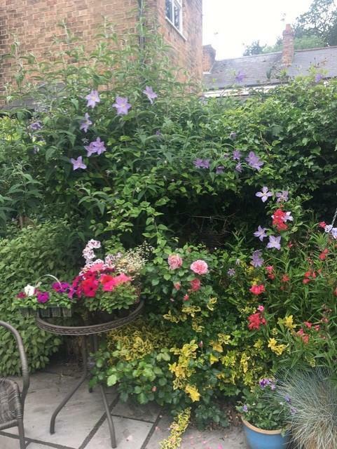 Blooms