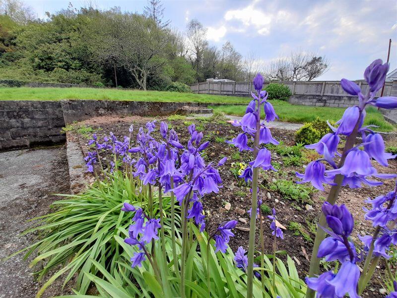 Beautiful Bluebells