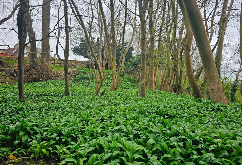 National Trust wild garlic meadow