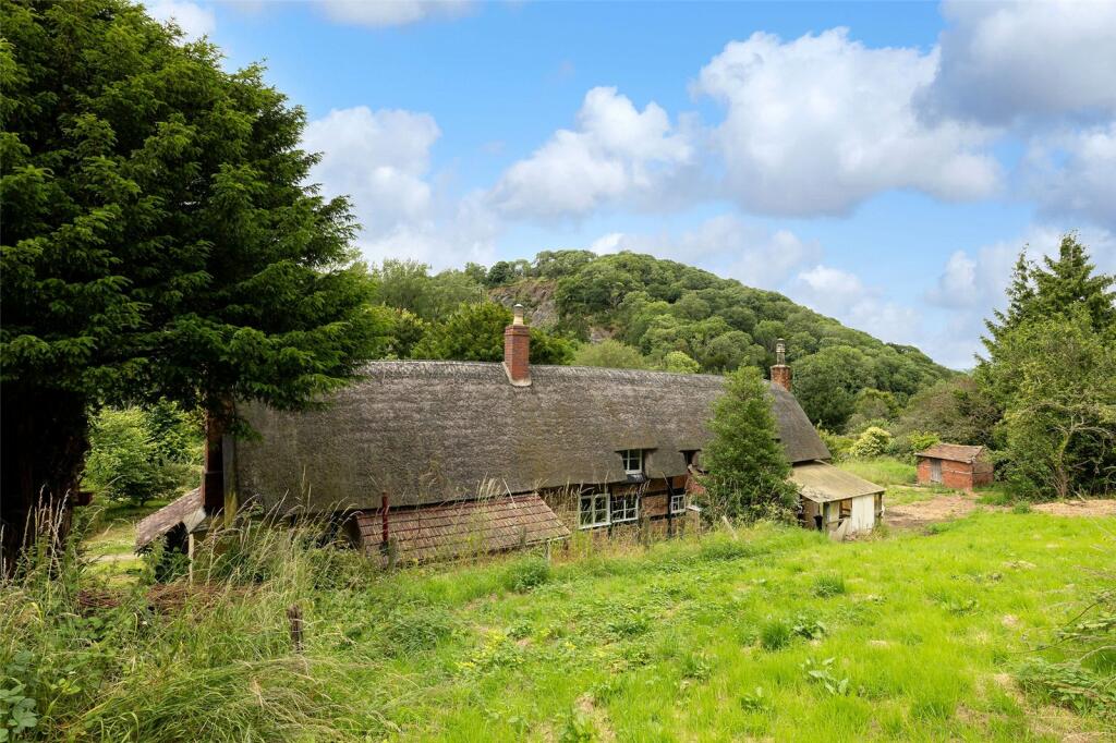 Hollybush