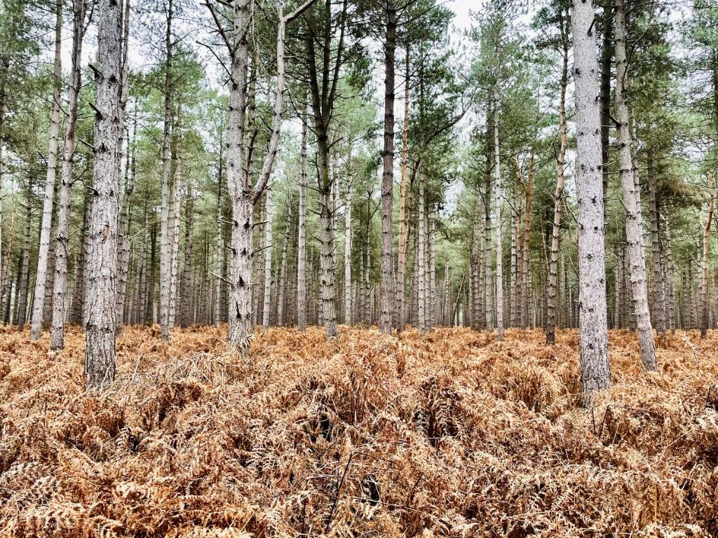 Tunstall Forest 