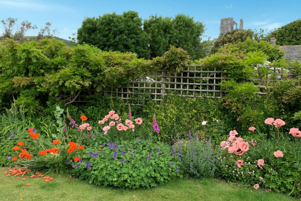 Corfe garden 1.png