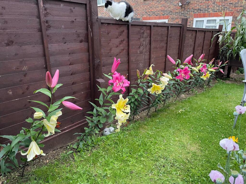 Garden in the summer