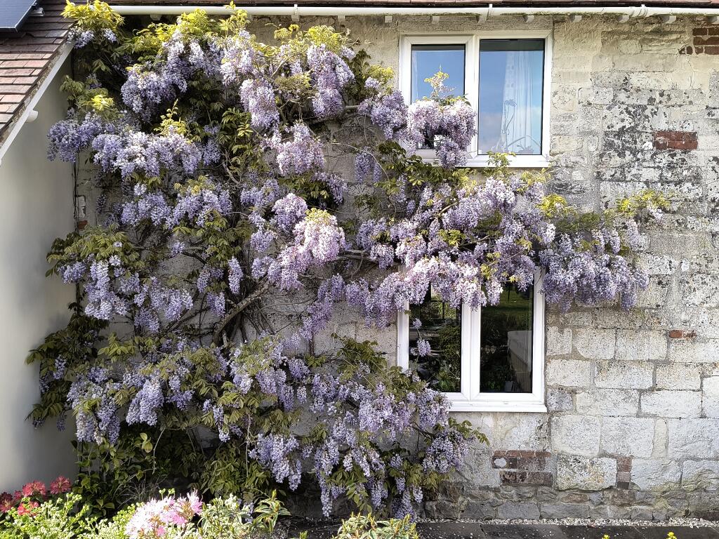 thecottywisteria