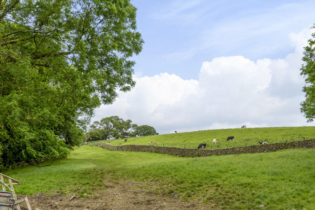 Open Fields