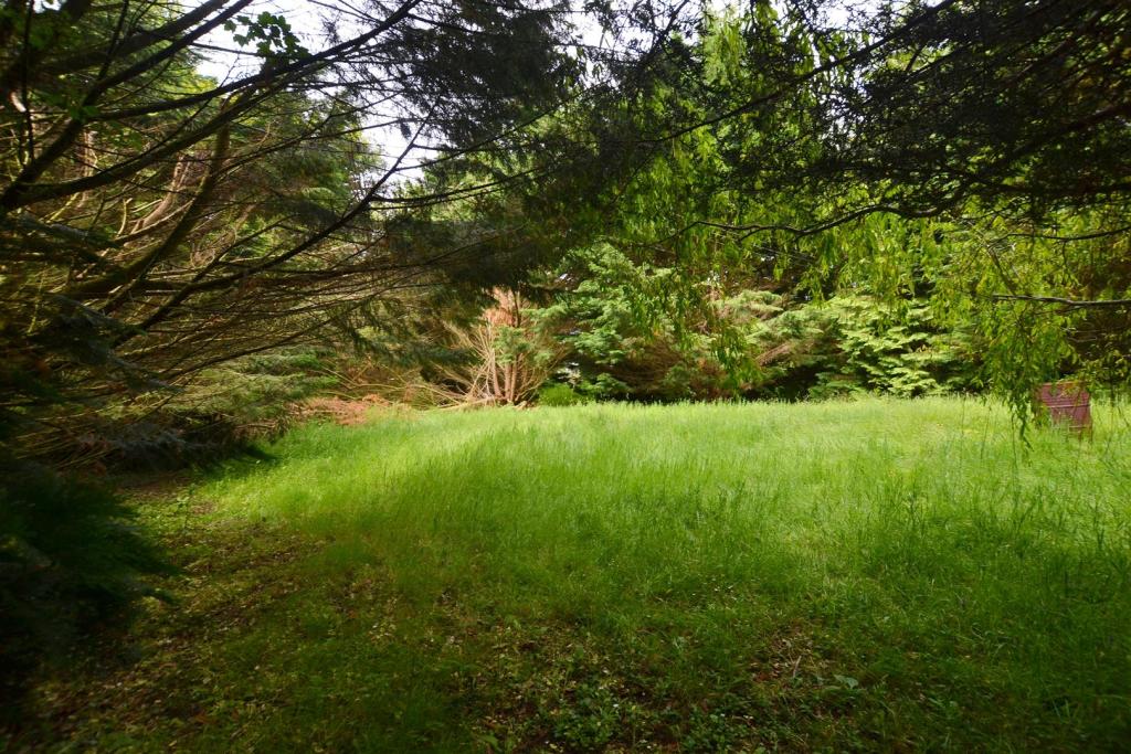 woodland..JPG