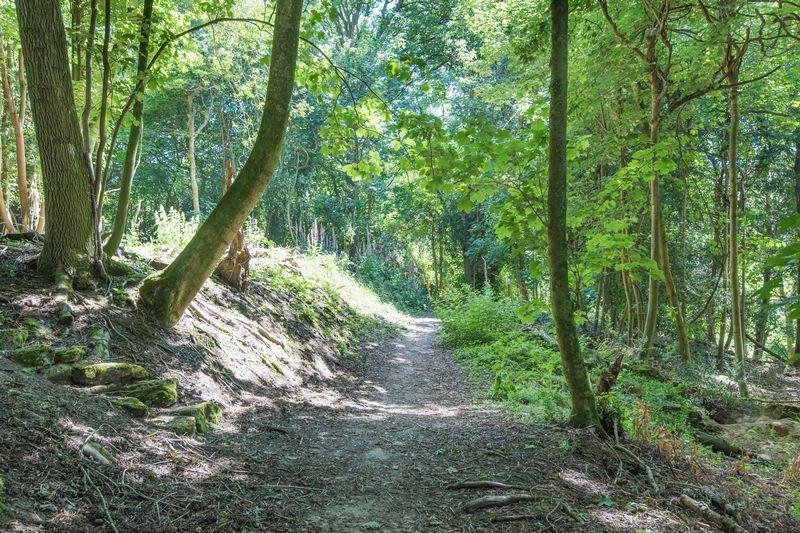 Woodland walks