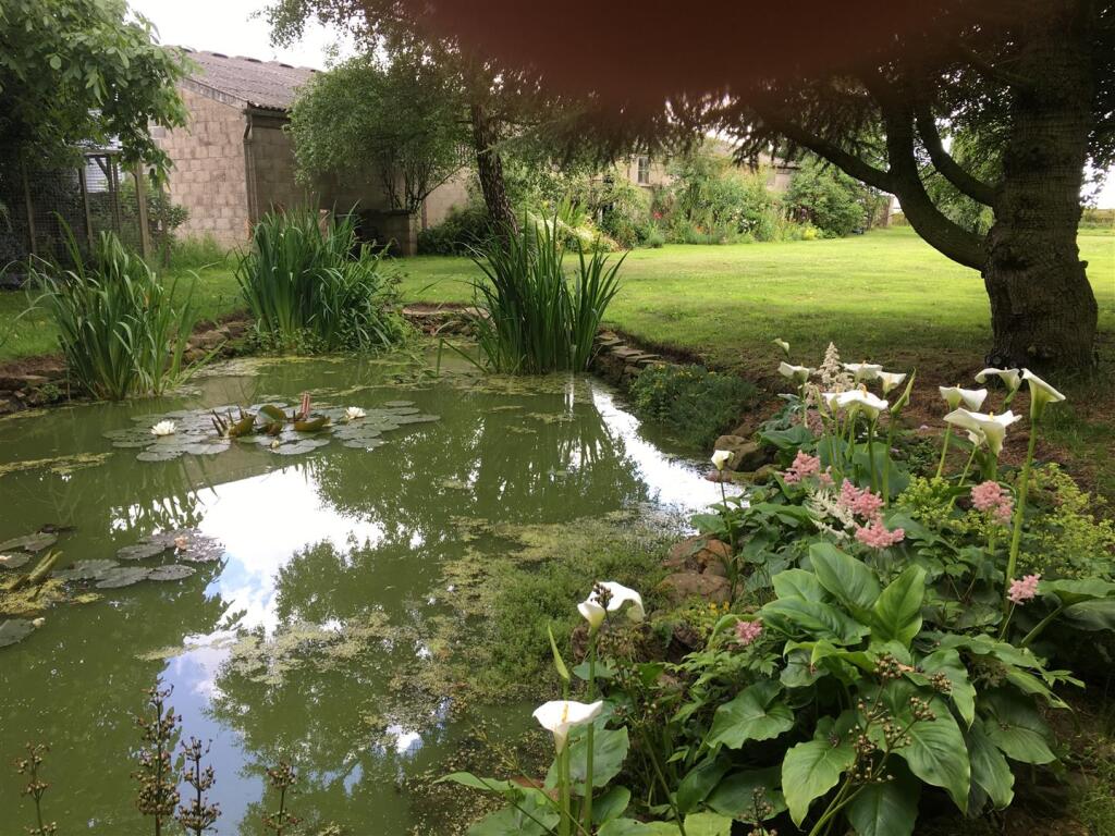 Pond.jpg