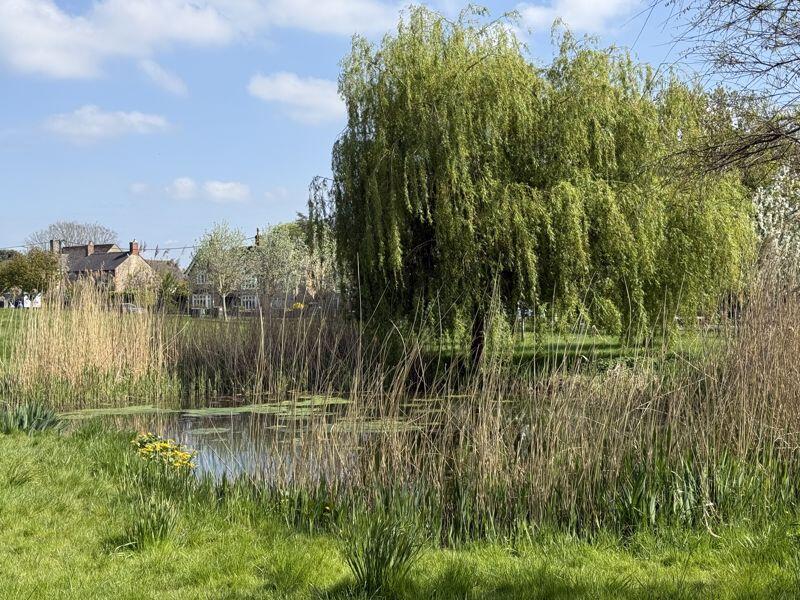Meadow Pond
