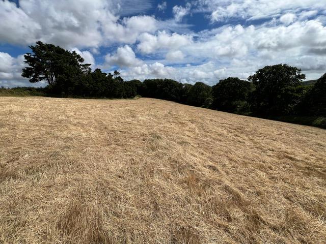 Top Field 2.JPG
