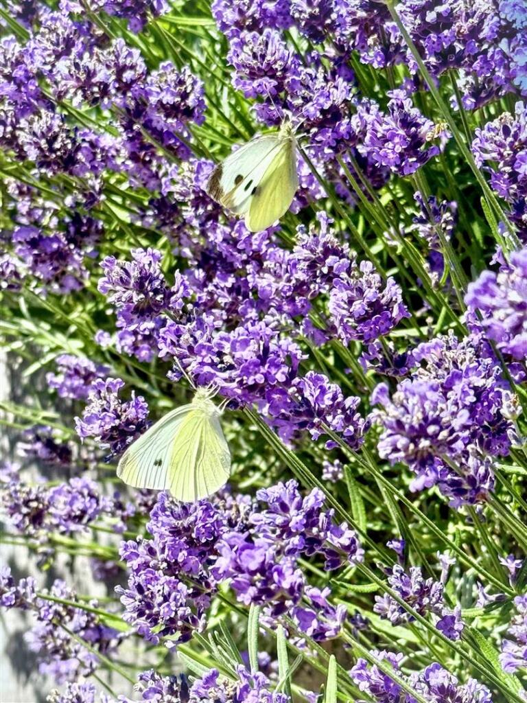IMG_3016.jpg