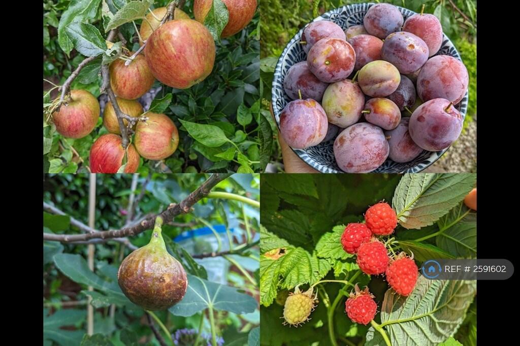 Fruits From The Garden