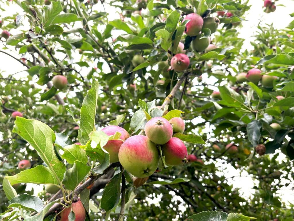 Apples.jpg