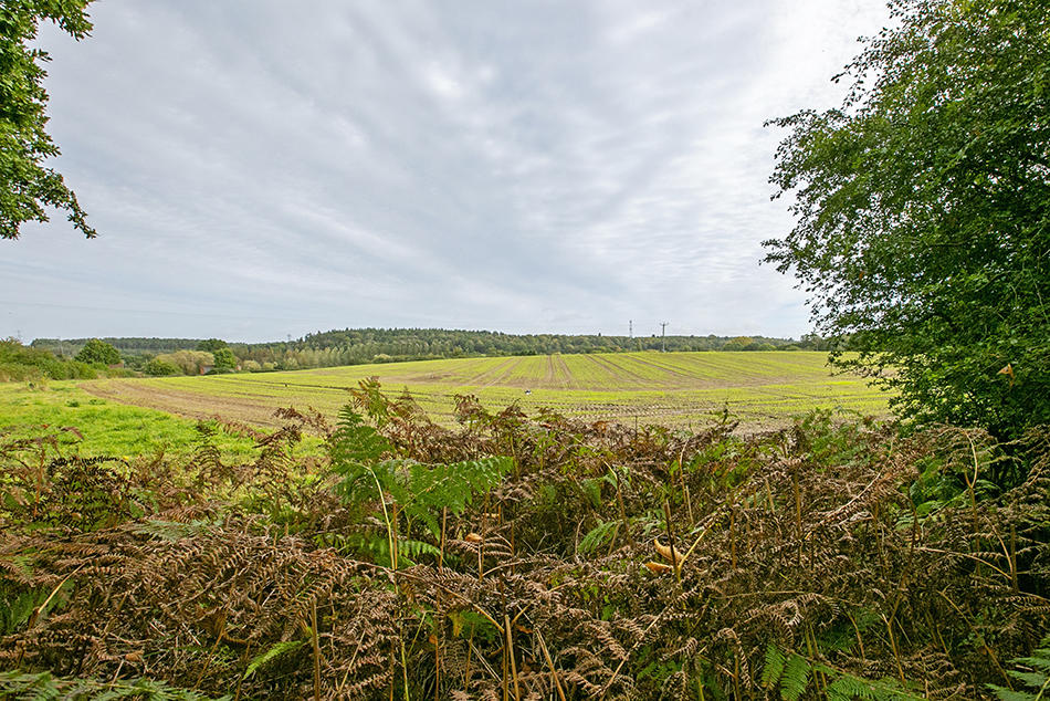 Field behind cottage