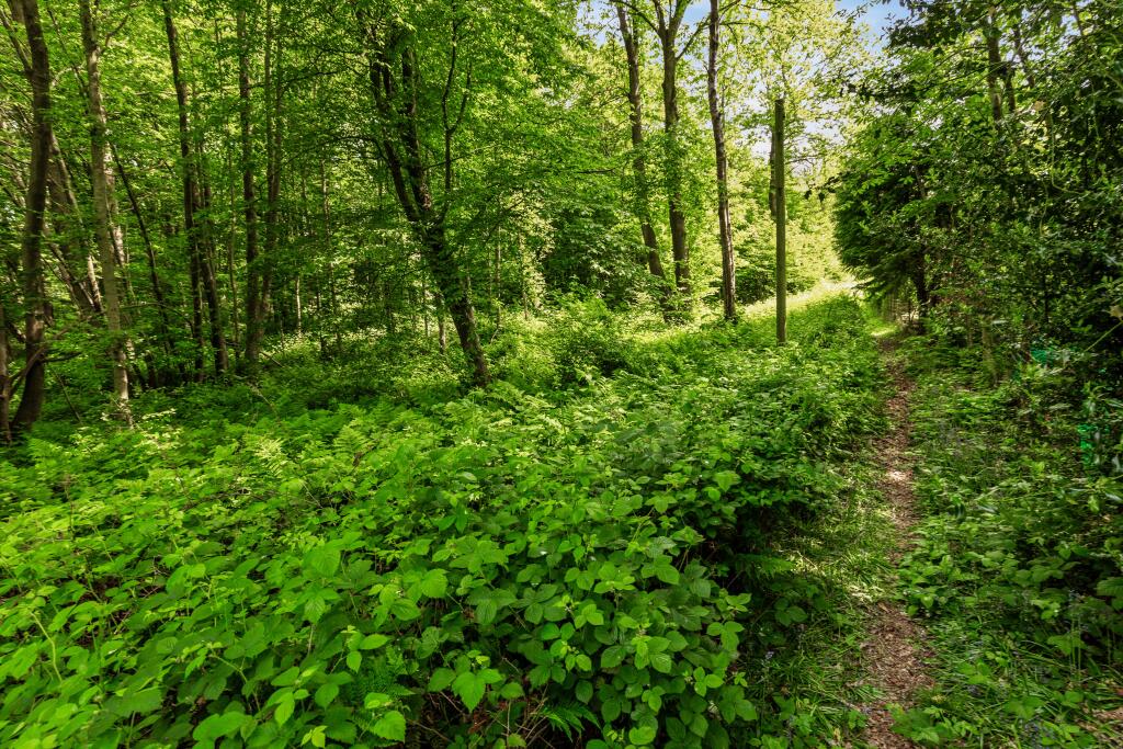 Hopewell, Chapel Woods, Charing, Ashford, Kent, TN27 0NP