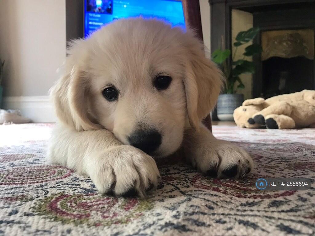 Previous Canine Tenant!