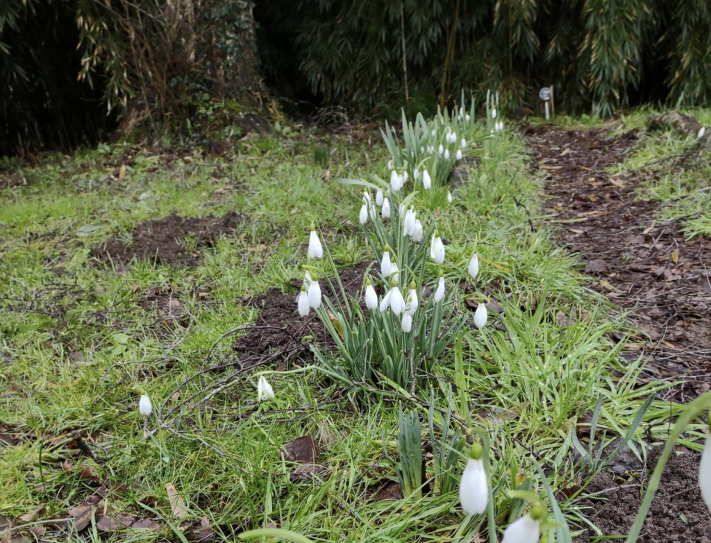 Snow drops