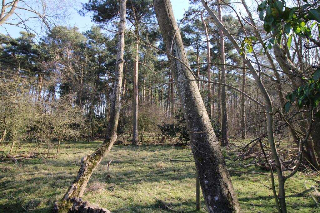 Serene woodland area