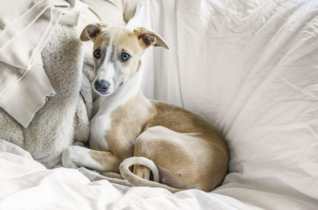 1295066-33-682784...