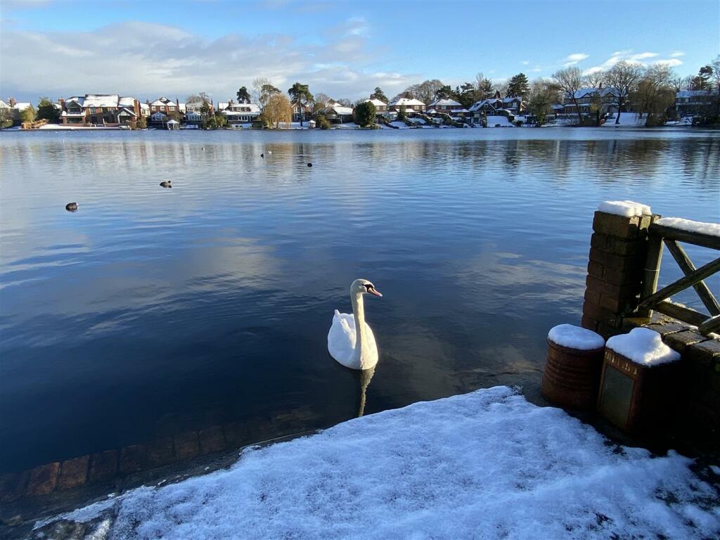 The Mere Swan 2.jpg