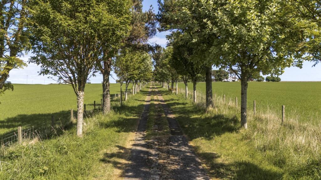 Tree-Lined Driveway