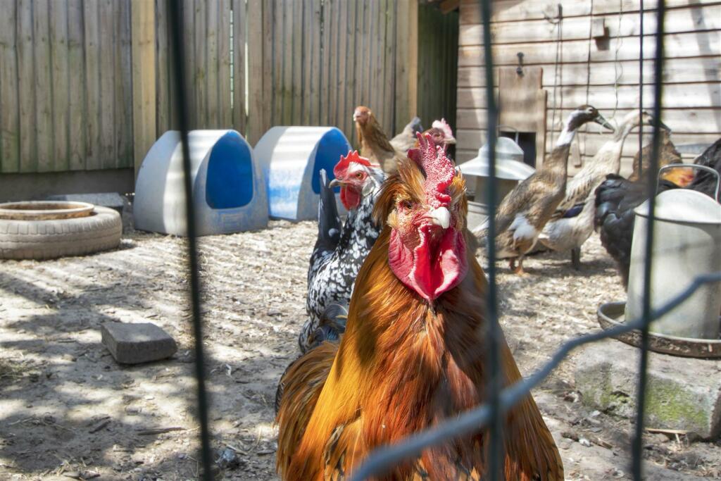 Mr Rooster.JPG