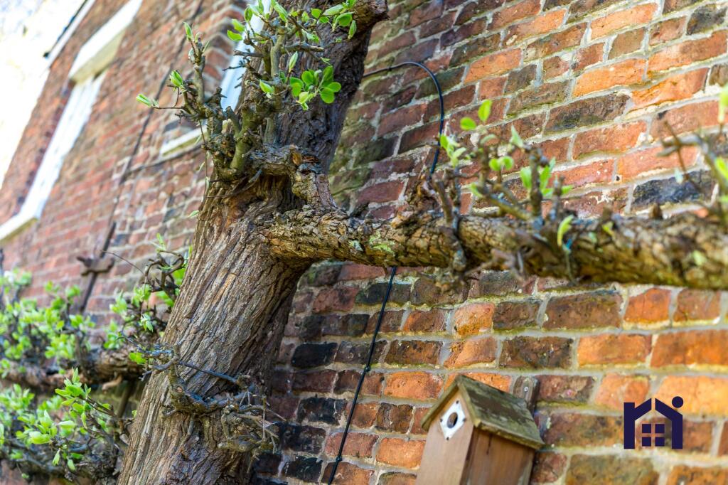 Ancient espalier apple tree