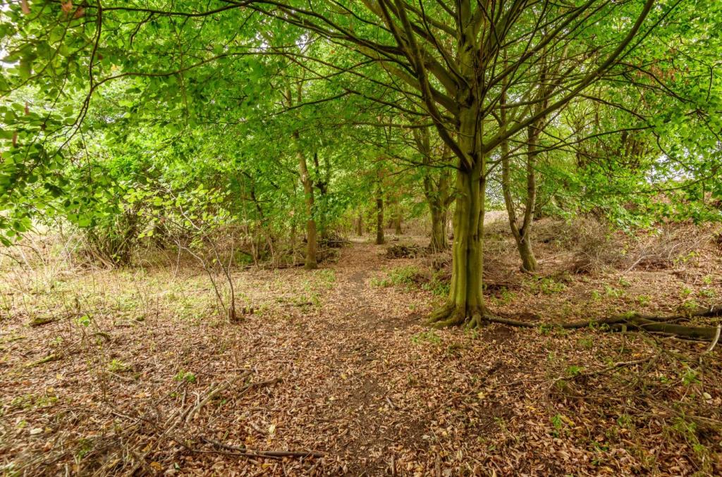 Woodland