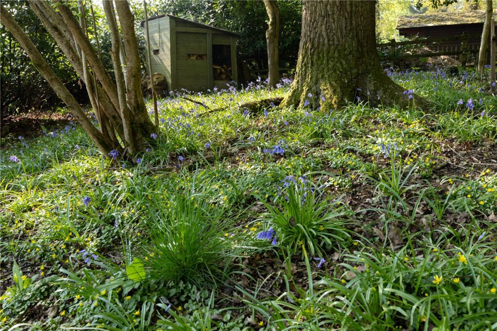 Bluebells In Garden