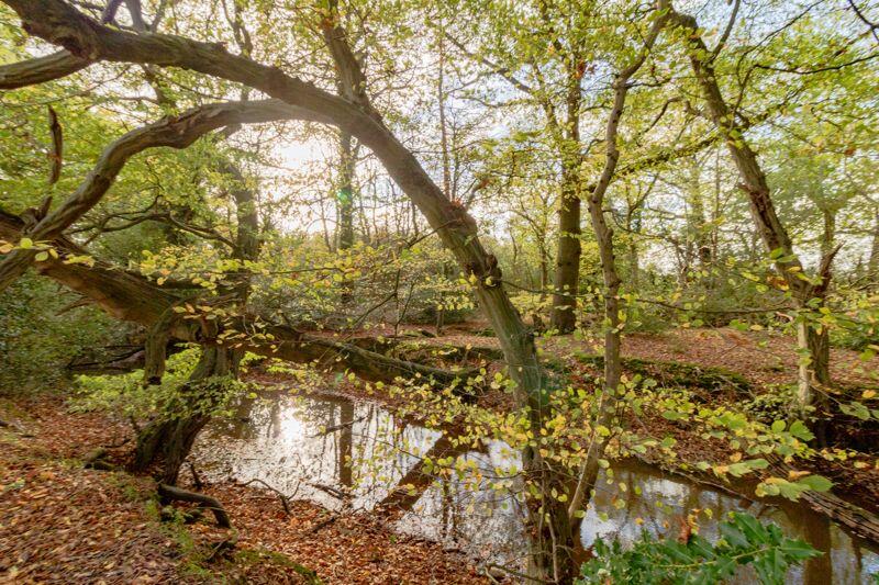 Woods