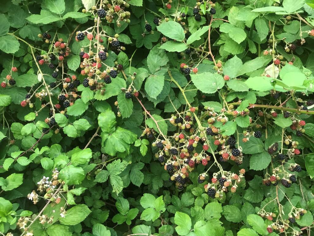 Blackberries