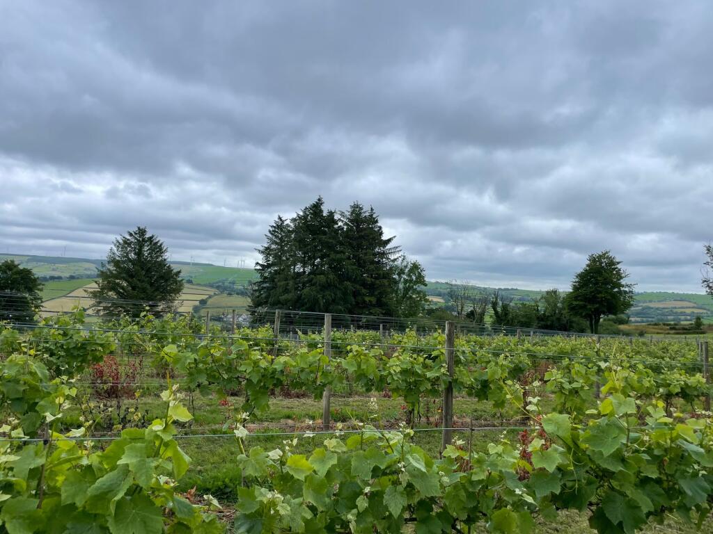 Vineyard in summer