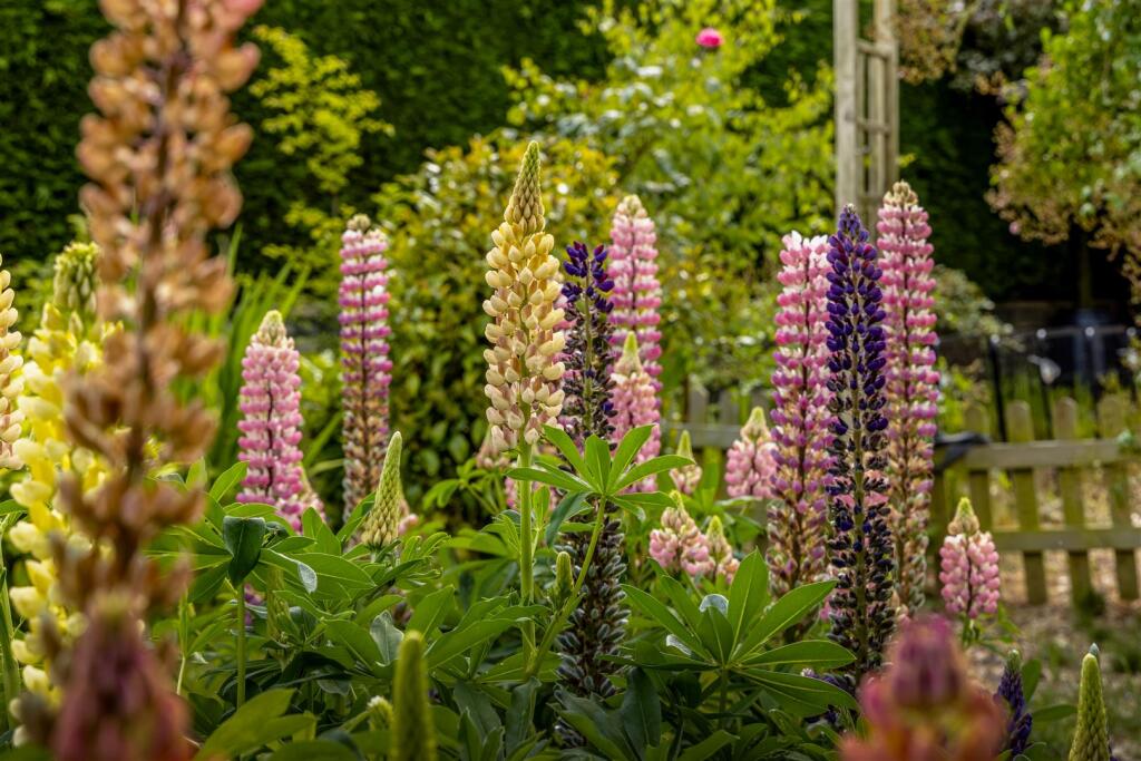 Rosy Cottage (Sibsey)-23.jpg