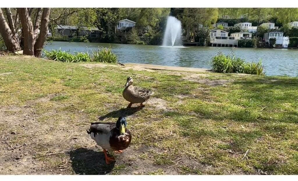 Ducks