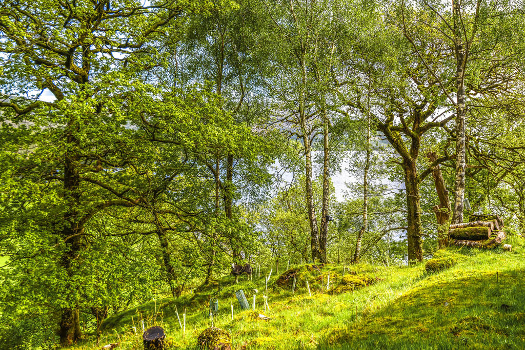 Woodland Garden
