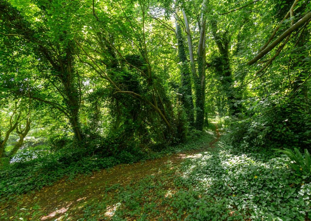 Lot 2 - Woodland