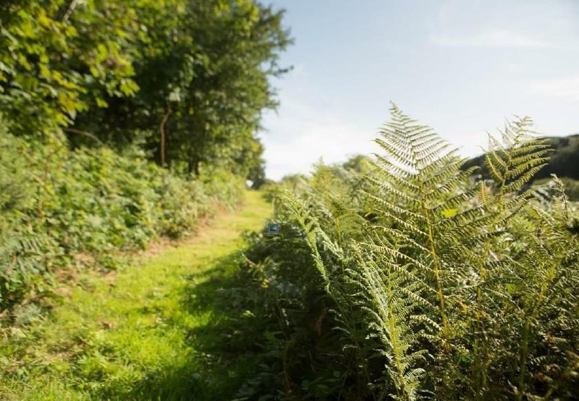 FernWalk.jpg