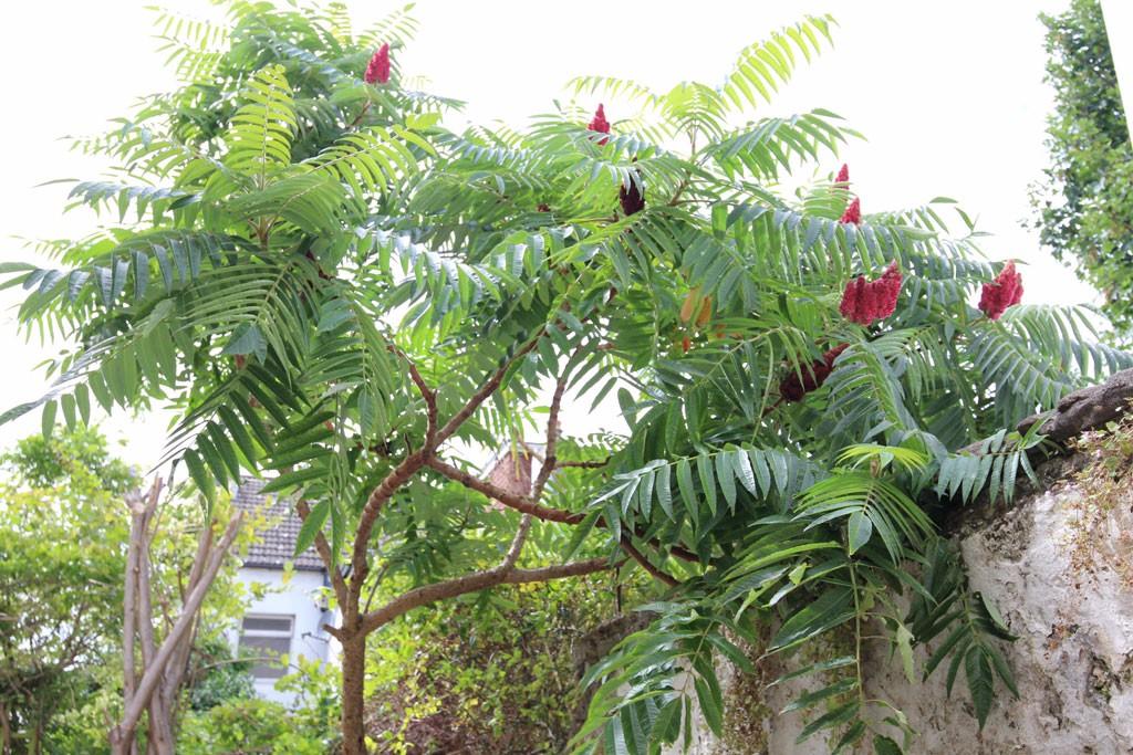 Garden (summer)