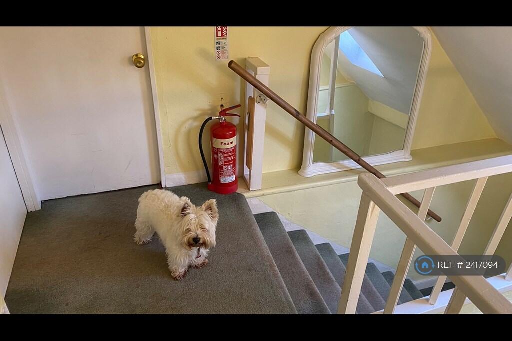 Dog Not Included In Rental But May Be At Viewings 