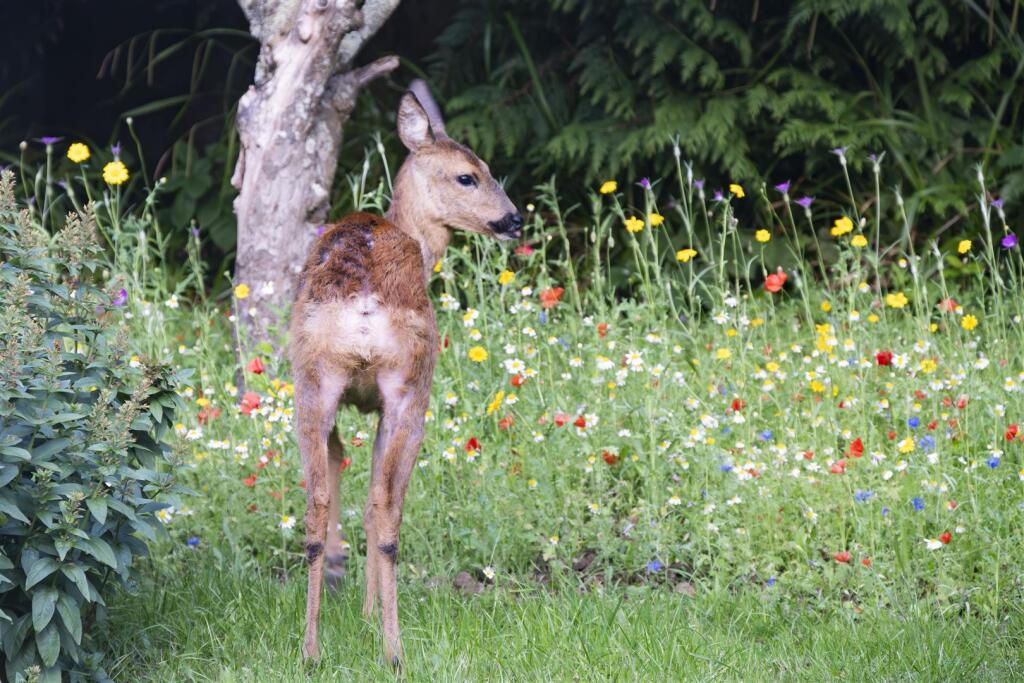 20230719 - Roe Deer - DSC_0941-Enhanced-NR.jpg