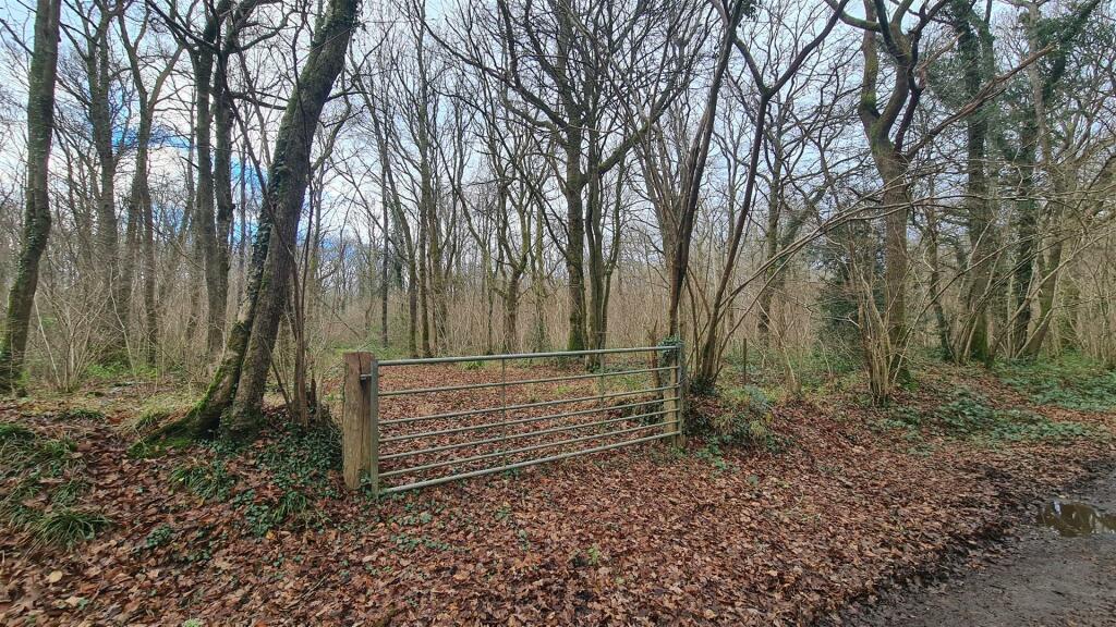 Woodland at High Loxley